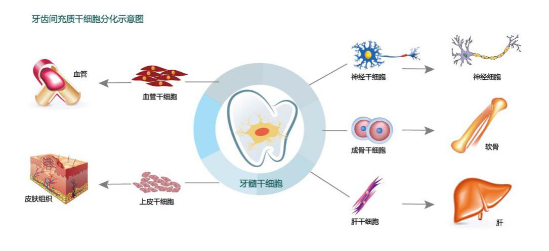 牙髓干细胞分化图