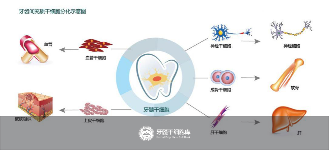 牙齿干细胞分化图