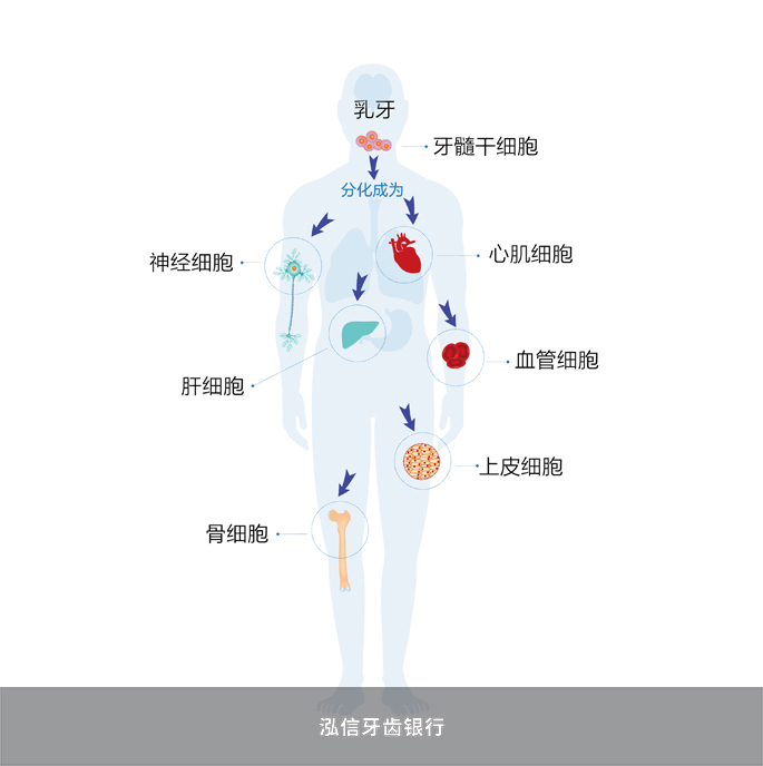 牙髓干细胞