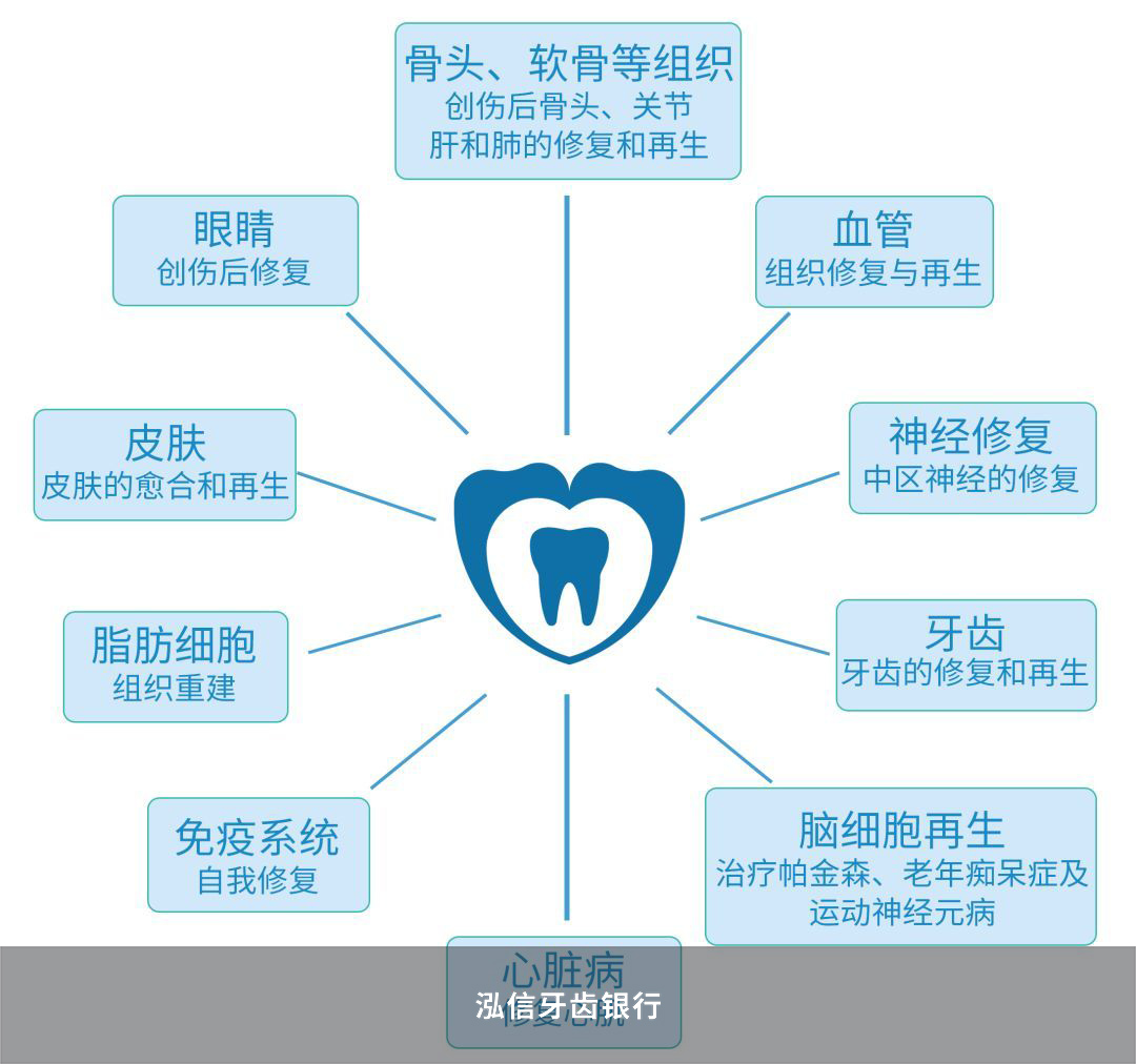 牙髓干细胞作用