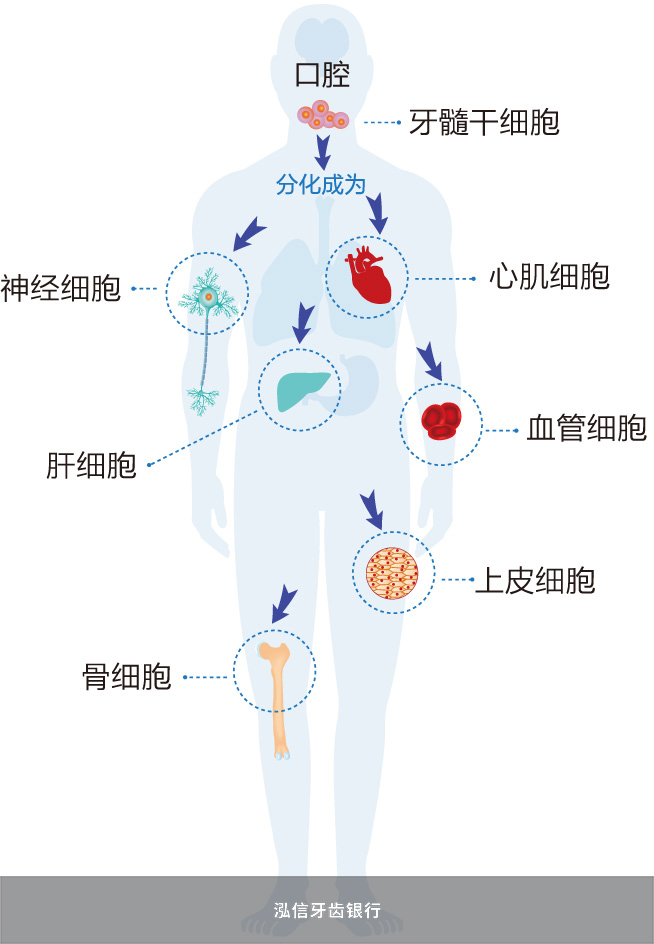 牙髓干细胞