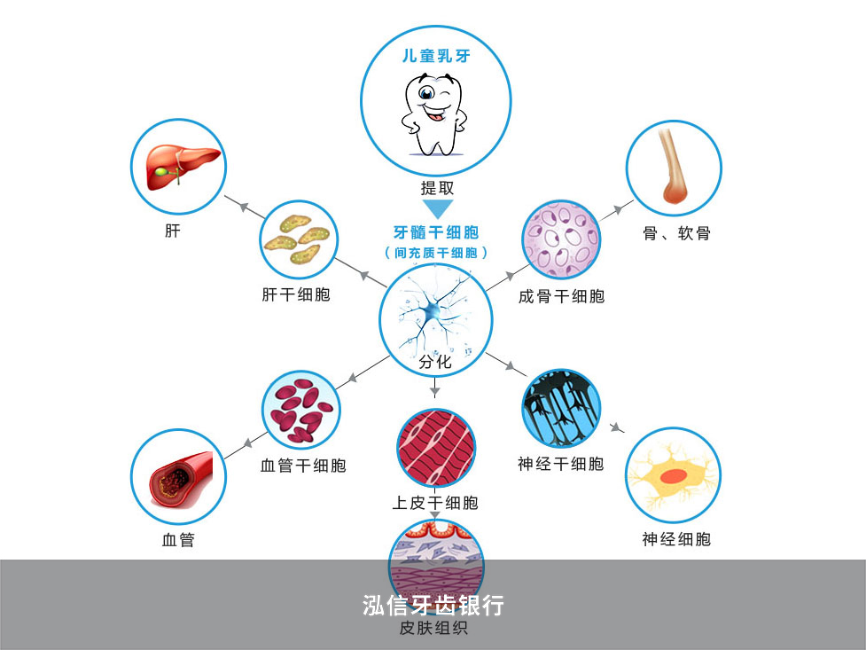 牙髓干细胞分化