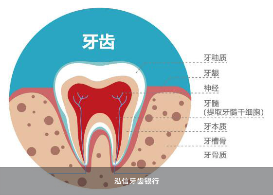 牙髓干细胞