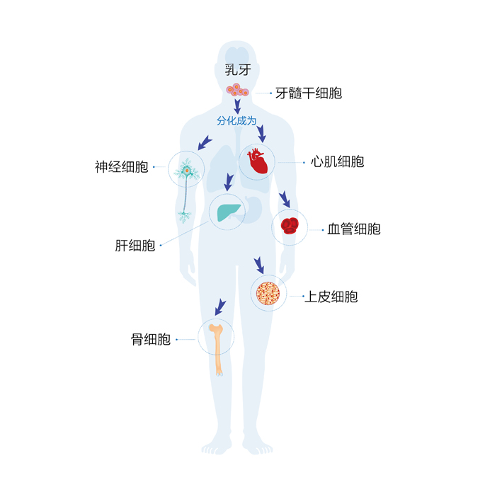 牙髓干细胞